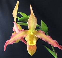 Phragmipedium Lutz RÃ¶llke