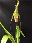 Phragmipedium Mont Fallu