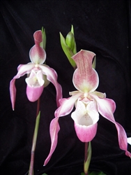 Phragmipedium Naukana Kealoha