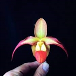 Phragmipedium Nicholle Tower