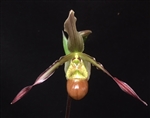 Phragmipedium Patti MacHale