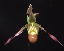 Phragmipedium Patti MacHale