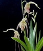 Phragmipedium Paul Eugene Conroy