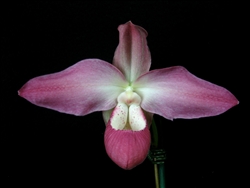 Phragmipedium Peruflora's Spirit (kovachii x Eric Young) species