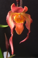 Phragmipedium Petit Anquette