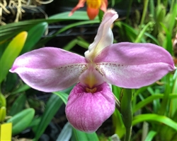 Phragmipedium QF Amanda (Cardinal x Eumelia Arias)