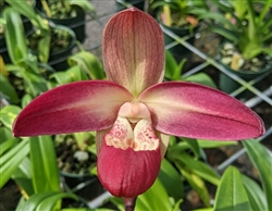 Phragmipedium QF Kahulu (Incan Treasure x Eric Young)