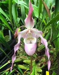 Phragmipedium QF Leina'ala (Conchiferum 'Kay' x Incan Treasure)