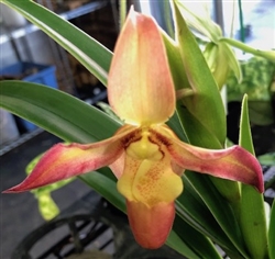 Phragmipedium QF Maliae (QF Naukana Kealoha x Nicholle Tower)