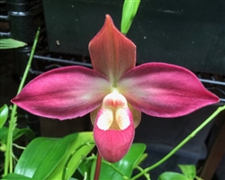 Phragmipedium QF ula'ula (Haley Decker x Eric Young)