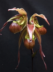 Phragmipedium Richard Lemay