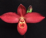 Phragmipedium Rouge Bouillon