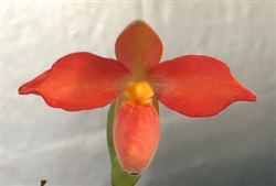 Phragmipedium QF Rita (Seymour Tower x besseae)