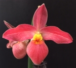 Phragmipedium Seymour Tower