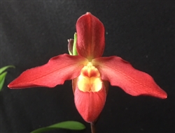 Phragmipedium Twilight x dalessandroi