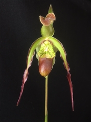 Phragmipedium Umbriel