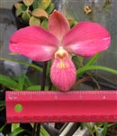 Phragmipedium kovachii x besseae v. flavum