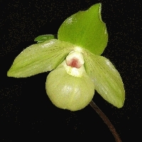 Paphiopedilum Green Envy (malipoense x primulinum)
