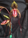 Paphiopedilum QF Hula Dancer