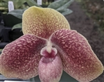 Paphiopedilum Karl Ploberger (bellatulum ('Big Spot' x 'Red') x hangianum)