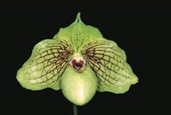 Paphiopedilum Mint Chocolate