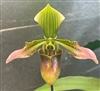 Paphiopedilum Aga'pe (urbanianum x spicerianum)