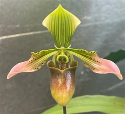 Paphiopedilum Aga'pe (urbanianum x spicerianum)