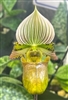 Paphiopedilum Albertine (venustum x acmodontum)