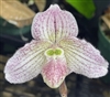 Paphiopedilum Angel (fairrieanum x niveum)