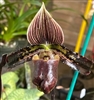 Paphiopedilum Avenue Azhar (venustum x Massachusetts Hot Mix)