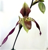 Paphiopedilum lowii x philippinense