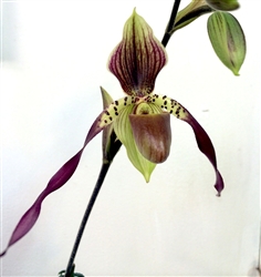 Paphiopedilum lowii x philippinense