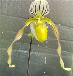 Paphiopedilum Berenice v. alba x philippinenese v. alba