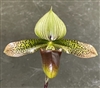 Paphiopedilum Duguesclin (sukhakulii x mohrianum)