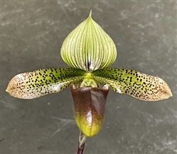 Paphiopedilum Duguesclin (sukhakulii x mohrianum)