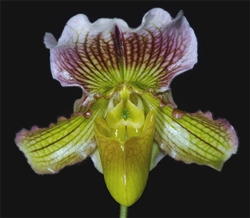 Paphiopedilum fairrieanum x Pacific Shamrock