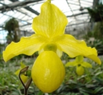 Paphiopedilum Gold Dollar (primulinum x armeniacum)