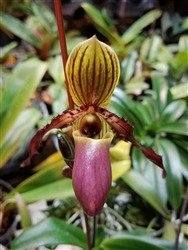 Paphiopedilum Herbert Bernhart (liemianum x gardineri)