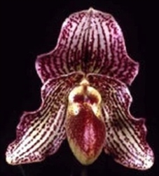 Paphiopedilum Iona (bellatulum x fairrieanum)