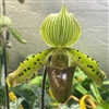 Paphiopedilum Iphis (argus x tonsum)