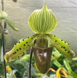 Paphiopedilum Iphis (argus x tonsum)