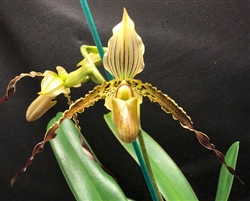 Paphiopedilum QF John Fields (parishii x praestans)