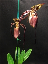 Paphiopedilum QF Kulani (Memoria Miguel Medina x Paul Parks)