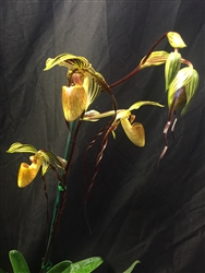 Paphiopedilum QF Kulani (Memoria Miguel Medina x Paul Parks)