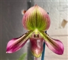 Paphiopedilum Marmorophyllum (barbatum x hookerae)