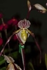 Paphiopedilum Palani Quintal (Mem. Miguel Medina x philippinense)