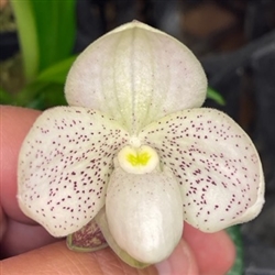 Paphiopedilum Payakka Kodkod (thaianum x concolor)