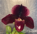 Paphiopedilum QF Burgundy Blush (Laurie Lei Quintal x Satchels Legend)