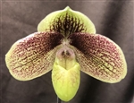 Paphiopedilum QF Makani (violascens x leucochilum)