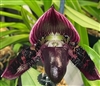 Paphiopedilum Quintals Legend (Satchel's Legend x argus)